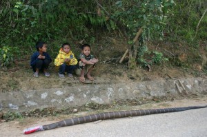 Project Phongsali: Animal encounters keep work interesting.  Can anyone identify this snake?