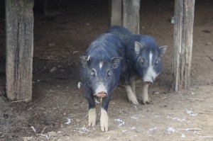 Project Sekong 2012: We have five different ethnic groups in camp and no agreement on favorite foods or how to coexist with pigs.