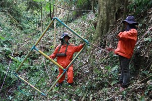 Chan Mai with large loop detector