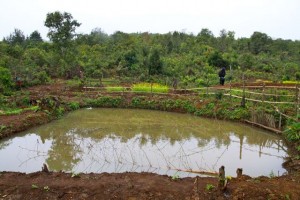 Project Sekong 2012: Fishponds offer hope for improved diet.